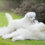 犬（メス）の避妊手術についてかかる費用や保険・助成金の適用は？